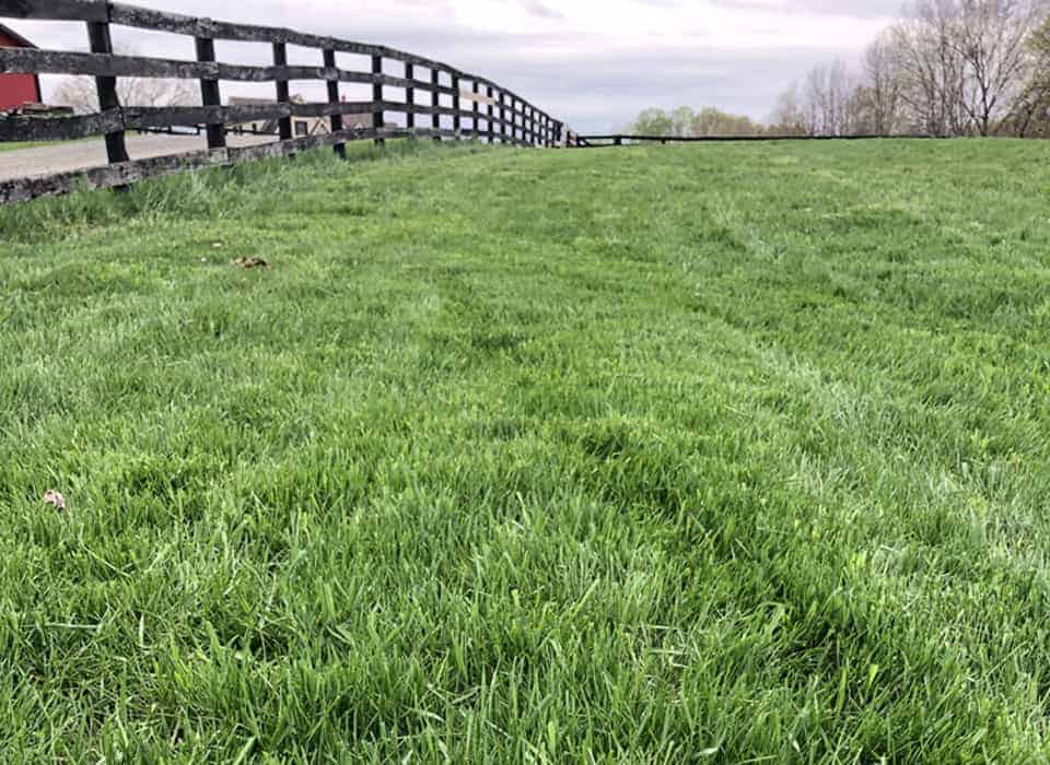May 2018 - Spring grass in one of many turnout paddocks